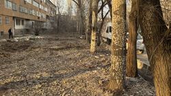 Массовая вырубка деревьев в 8 мкр не проводил «Бишкекзеленстрой», - мэрия