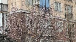 В 7 микрорайоне Бишкека расцвел урюк. Видео горожанина