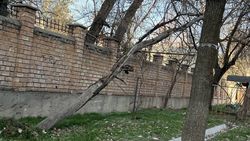 Упавшее дерево во дворе дома на Шота Руставели убрано