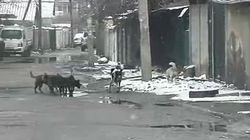 Жители МТУ-18 Свердловского района просят решить вопрос с бродячими собаками