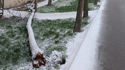 Упавшее дерево на Ч.Айтматова—Горького убрано, - «Бишкекзеленстрой»