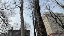 Тополя в аварийном состоянии на Московская—Усенбаева уберут в течение 10 дней, - мэрия