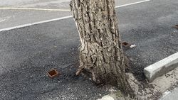 На Эркиндик—Московская заасфальтировали тротуар вместе с деревом