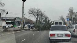 На перекрестке Дэн Сяопина—Каракумская упало дерево