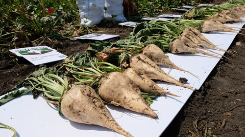 сахарная свекла