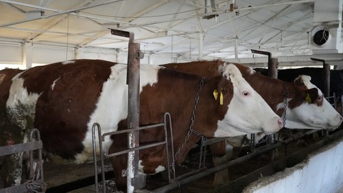 махабат мавлянова