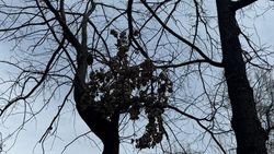 На бульваре Эркиндик сломанная ветка висит между деревьев