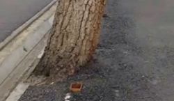 Компания, которая заасфальтировала тротуар вместе с деревом, оштрафована на 17 тыс. сомов