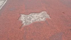 Будут ли ремонтировать беговую дорожку в парке «Адинай»?