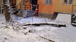 Возле перекрестка Айтматова—Горького ветка дерева упала на тротуар