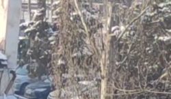 Житель жалуется на вырубку стволов деревьев на улице Жумабека