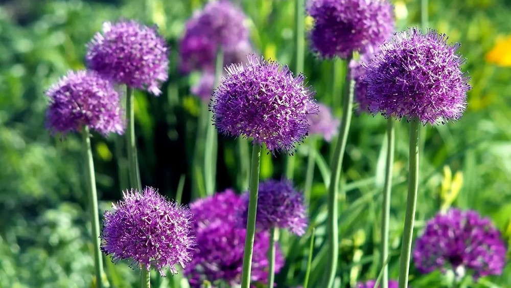 Афлатунский лук