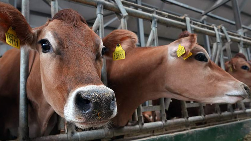 Иллюстративное фото