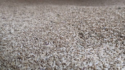 зерно пшеницы