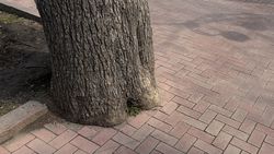 Дерево замостили брусчаткой без приствольной лунки на Эркиндик—Московской