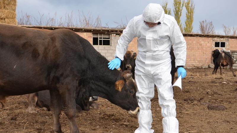 Kyrgyzstan faces veterinarian shortage, reaching nearly 50%