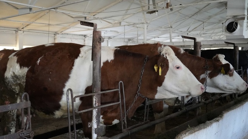 Kazakhstan imposes restrictions for import and transit of animals from Russia due to complicated epizootic situation