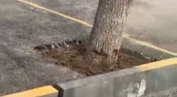 Деревьям на проспекте Ленина, которые заасфальтировали без прикорневой лунки, сделали лунку