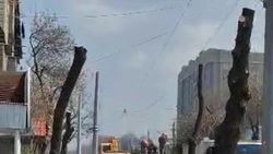 «Бишкекзеленстрой»: На улице Л.Толстого производится санитарная очистка