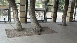 Хозяевам шашлычной в 11 мкр поручено освободить корни деревья от бетона и озеленить