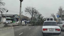 Упавшее дерево на перекрестке Дэн Сяопина—Каракумская было убрано в тот же день, - «Бишкекзеленстрой»