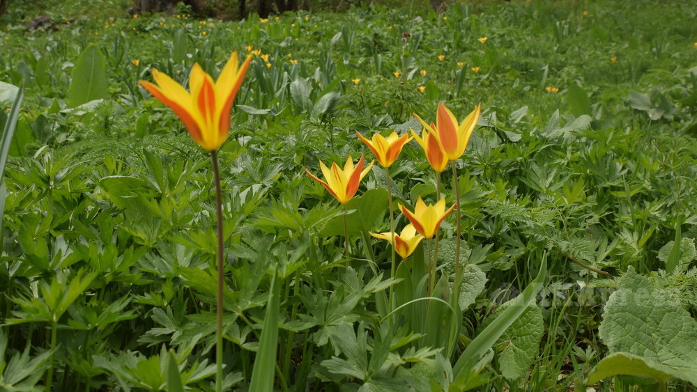 Тюльпан вверхстремящийся