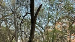 Горожанин просит обрезать и срубить старые деревья по адресу Токтогула, 92