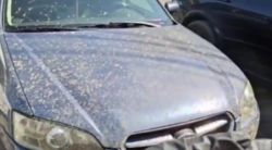 Горожане: Спецтехника «Тазалыка» при мойке улиц обливает все вокруг и забрасывает камнями