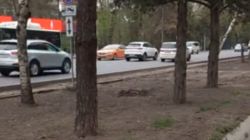 В 8 мкр Бишкека выкорчевали кустарники вдоль улицы Байтик Баатыра В 8 мкр Бишкека выкорчевали кустарники вдоль улицы Байтик Баатыра