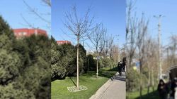 «Мы хотим вот такие деревья по всему городу» — житель интересуется, почему мэрия не сажает взрослые саженцы по всему городу