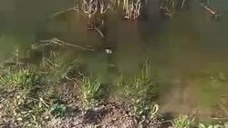 В нижней зоне села Александровка заболотилось поле. Житель просит принять меры