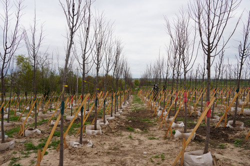 Сельскохозяйственные Производители