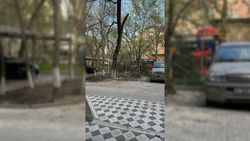 Старые деревья на Токтогула, 92 срубят до 30 апреля