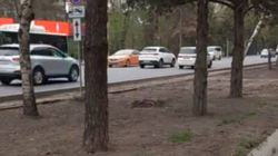 Выкорчевка кустарников в 8 мкр — часть плановых работ, далее посадят саженцы и газон