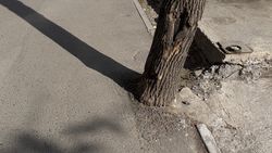 Тротуар заасфальтировали вместе с деревом без прикорневой лунки