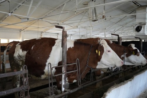 Президент Жапаров подписал закон «О племенном деле в животноводстве КР»