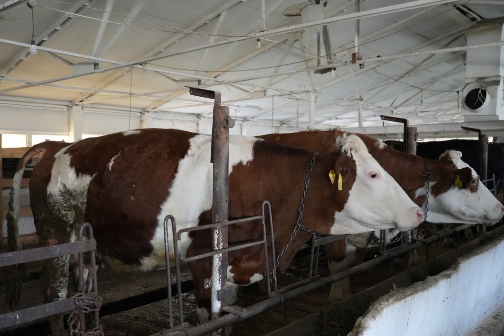 государственный племенной завод в Сокулуке