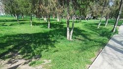 Участок на Жибек Жолу озеленят и улучшат систему полива после поручения акимиата