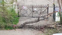 На Исанова—Толстого упало дерево