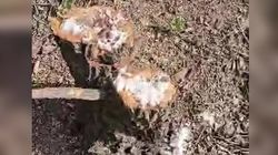 В селе Аламедин срубили деревья, пеньки посыпали белым веществом. Видео жителя