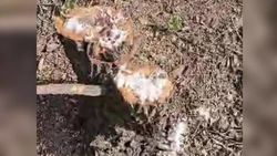 Мужчину оштрафовали за вырубку деревьев и выброс строймусора в селе Аламедин после жалобы жителя