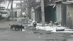 Мэрия ответила на просьбу жителей МТУ-18 решить вопрос с бродячими собаками