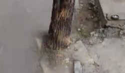 Мэрия выясняет, кто заасфальтировал тротуар вместе с деревом на Боконбаева—Раззакова