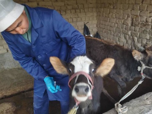 Частный Ветеринар