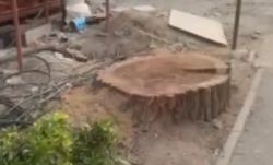 На Киевской спилили карагач. Житель утверждает, что дерево не было аварийным