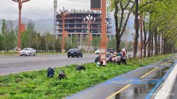 «Благодаря этим людям наш Бишкек утопает в цветах» — горожанин благодарит работников