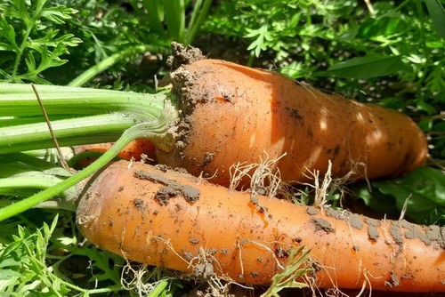 Карантинный Контроль