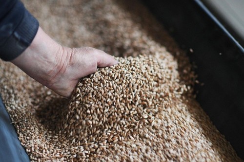 Минсельхоз: Обеспеченность семенами к весеннему севу достигла 96,2%