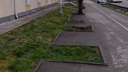 «Остались лишь пеньки, напоминающие о былом озеленении» - житель о срубленных деревьях