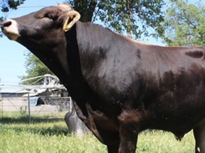 бык по кличке Корд / на содержании Кыргызского научно-исследовательского института животноводства и пастбищ